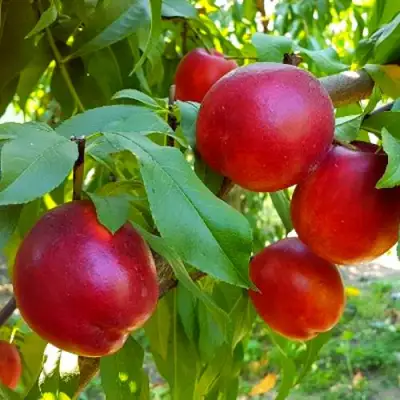 Нектарин НЕКТАРЕД-4 в Осиповичах