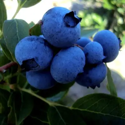 Голубика ДЖЕРСИ в Осиповичах