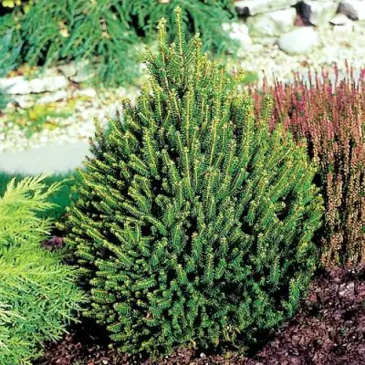 Ель КОМПАКТА обыкновенная в Осиповичах