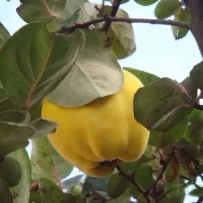 Айва АКАДЕМИЧЕСКАЯ в Осиповичах