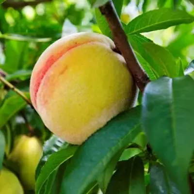 Персик ДОНЕЦКИЙ ЖЕЛТЫЙ в Осиповичах