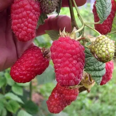 Малина МАРОСЕЙКА в Осиповичах