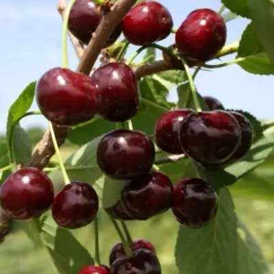 Вишня ГРИОТ БЕЛОРУССКИЙ в Осиповичах