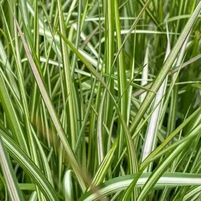 Вейник АВАЛАНШ остроцветковый в Осиповичах