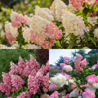 Комплект ЯГОДНОЕ МОРОЖЕНОЕ в Осиповичах