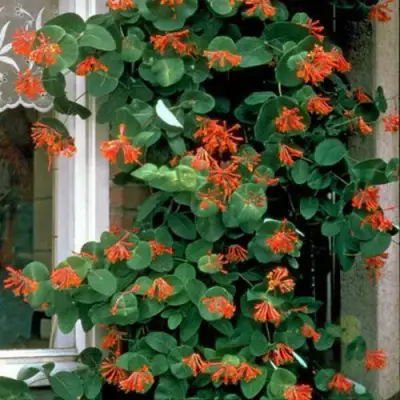 Жимолость ДРОМПОР СКАРЛЕТТ брауна в Осиповичах