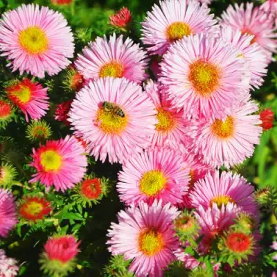 Астра РУДЕЛЬСБУРГ новоанглийская в Осиповичах