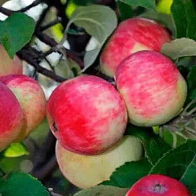 Яблоня СЕРЕБРЯНОЕ КОПЫТЦЕ в Осиповичах