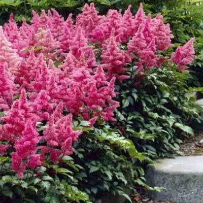 Астильба БОНН японская в Осиповичах