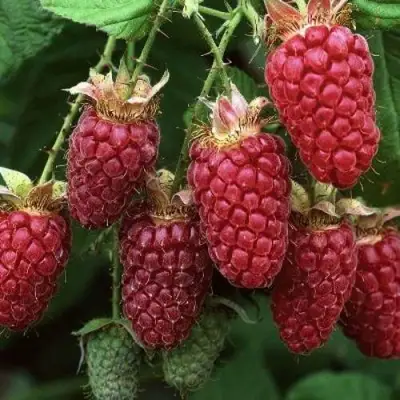 Малина РУБИНОВОЕ ОЖЕРЕЛЬЕ в Осиповичах