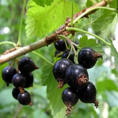 Смородина чёрная БИНАР в Осиповичах