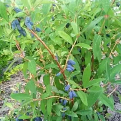 Жимолость съедобная АМФОРА в Осиповичах