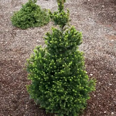 Ель ВИЛС ЦВЕРГ обыкновенная в Осиповичах