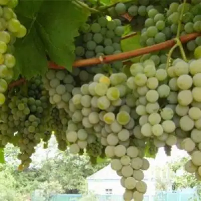 Виноград АНАНАСНЫЙ РАННИЙ в Осиповичах