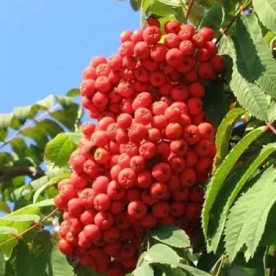 Рябина НЕВЕЖИНСКАЯ сладкоплодная в Осиповичах