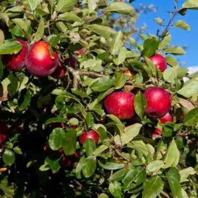Яблоня СЯБРЫНА в Осиповичах
