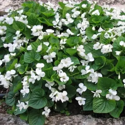 Фиалка АЛЬБИФЛОРА сестринская в Осиповичах