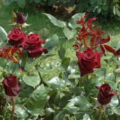 Роза БЛЭК БАККАРА чайно-гибридная в Осиповичах