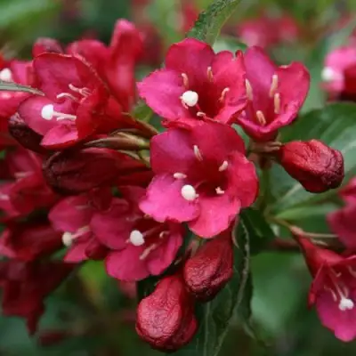 Вейгела ЕВА РАТКЕ в Осиповичах