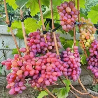 Виноград ДЫНЬКА в Осиповичах