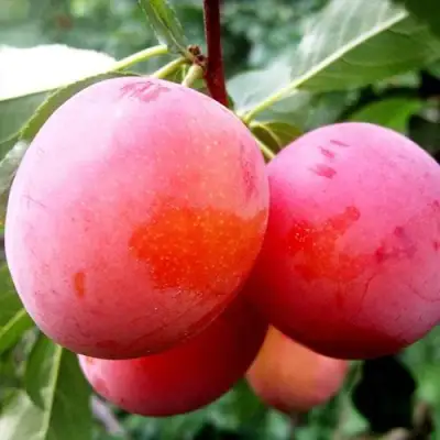 Слива КОМЕТА в Осиповичах