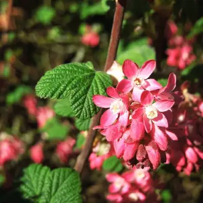Смородина кроваво-красная ПУЛБОРО СКАРЛЕТ  в Осиповичах