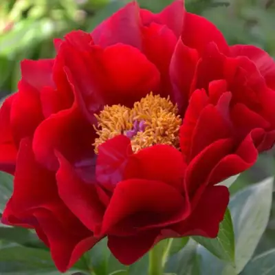 Пион МАКИНАК ГРАНД травянистый в Осиповичах