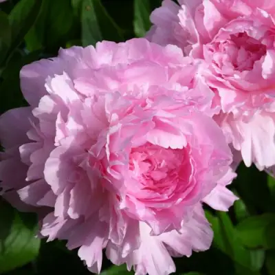 Пион ЛЕТЯЩИЙ ЖУРАВЛЬ травянистый в Осиповичах