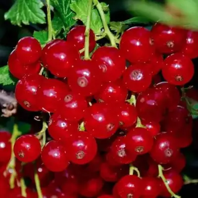 Смородина красная СЕРПАНТИН в Осиповичах