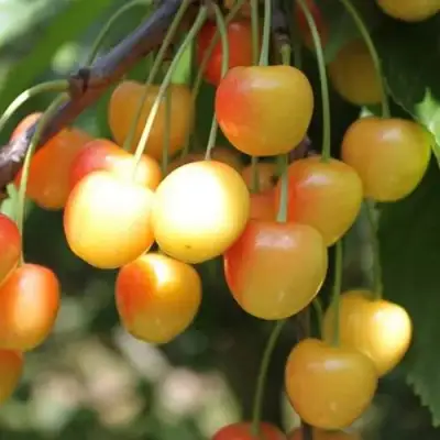 Черешня ЯНТАРНАЯ в Осиповичах