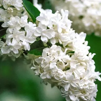 Сирень МАДАМ ЛЕМУАН в Осиповичах