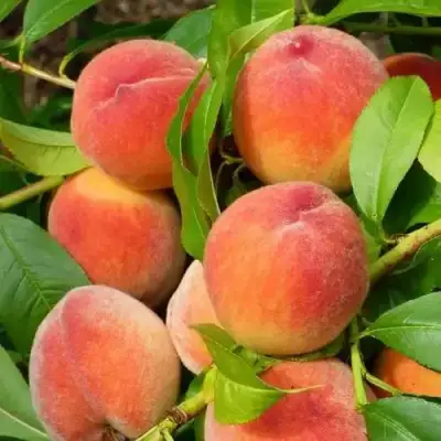 Персик РЕД ХЕВЕН в Осиповичах