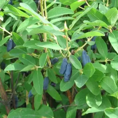 Жимолость съедобная ПУШКИНСКАЯ в Осиповичах