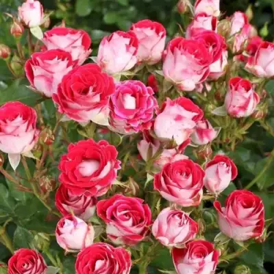 Роза ШОНЕ КОБЛЕНЦЕРИН флорибунда в Осиповичах