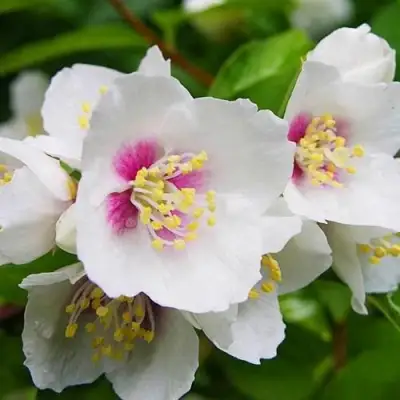 Жасмин БЕЛЬ ЭТУАЛЬ в Осиповичах