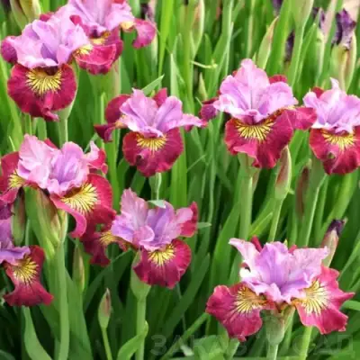 Ирис МИСС ЭППЛ сибирский в Осиповичах