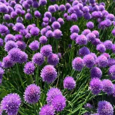 Лук-шнитт в Осиповичах