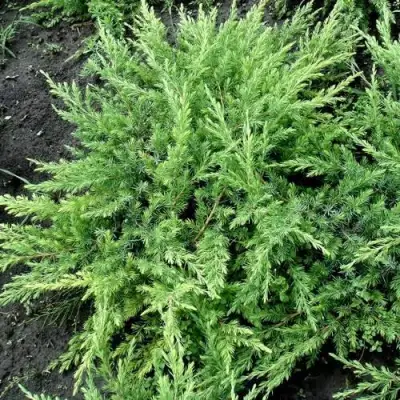 Можжевельник ШЛЯГЕР прибрежный в Осиповичах