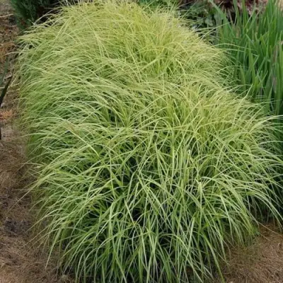 Осока ВАРИЕГАТА пальмолистная в Осиповичах