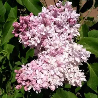 Сирень МИЛОСЕРДИЕ в Осиповичах