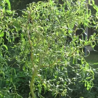 Ива МАТСУДАНА в Осиповичах