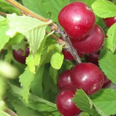 Вишня персиковая АФЛОЦЕРАЗУС в Осиповичах