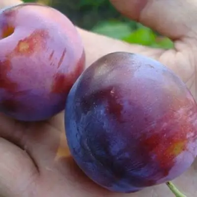 Слива РЕНКЛОД в Осиповичах