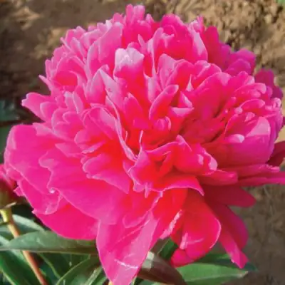 Пион РУБИНОВЫЙ СВЕТ травянистый в Осиповичах