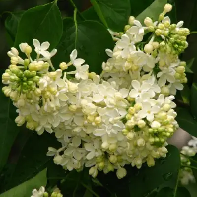 Сирень ПРИМРОУЗ в Осиповичах