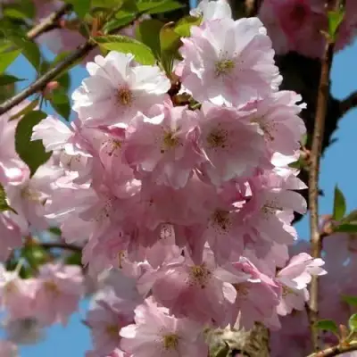 Вишня АККОЛЕЙД цветущая в Осиповичах