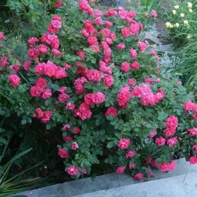 Роза ДЖОРДЖ ВАНКУВЕР флорибунда в Осиповичах