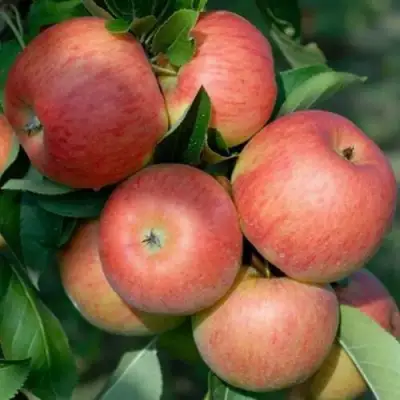 Яблоня ТОПАЗ в Осиповичах