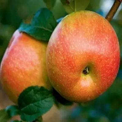 Яблоня ПЕРСИКОВАЯ в Осиповичах