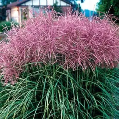 Мискантус МАЛЕПАРТУС китайский  в Осиповичах